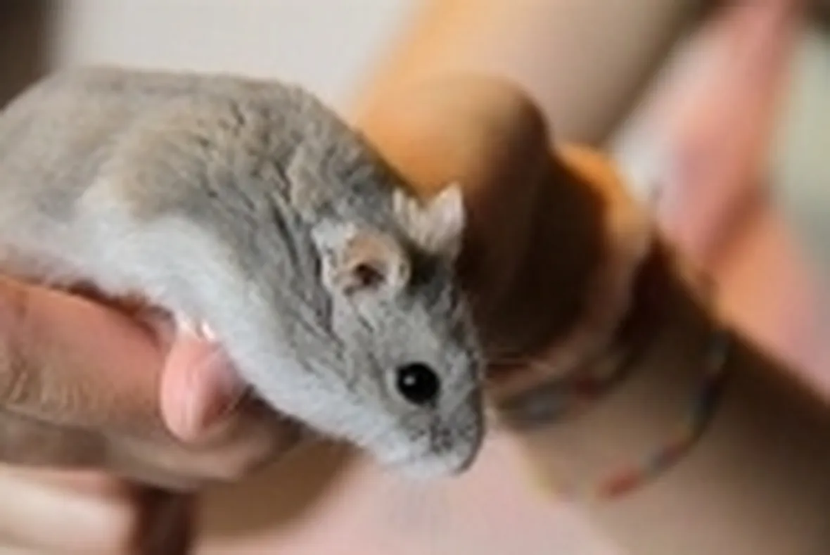 Criceto malattie