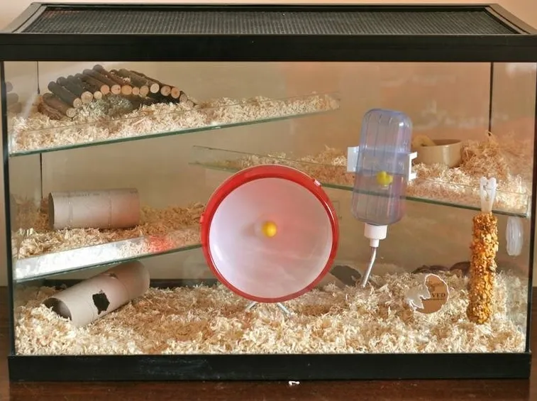 Terrario per criceti.