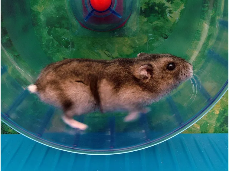 Criceto nano su ruota in plastica.