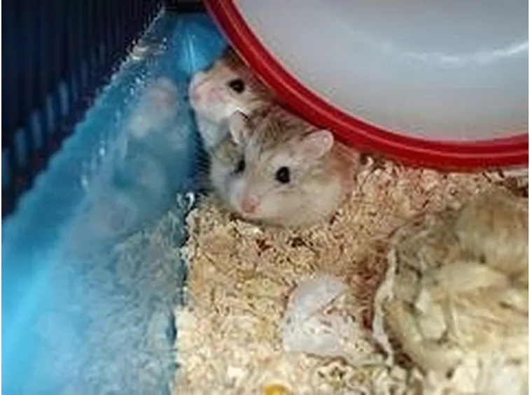 criceto riproduzione