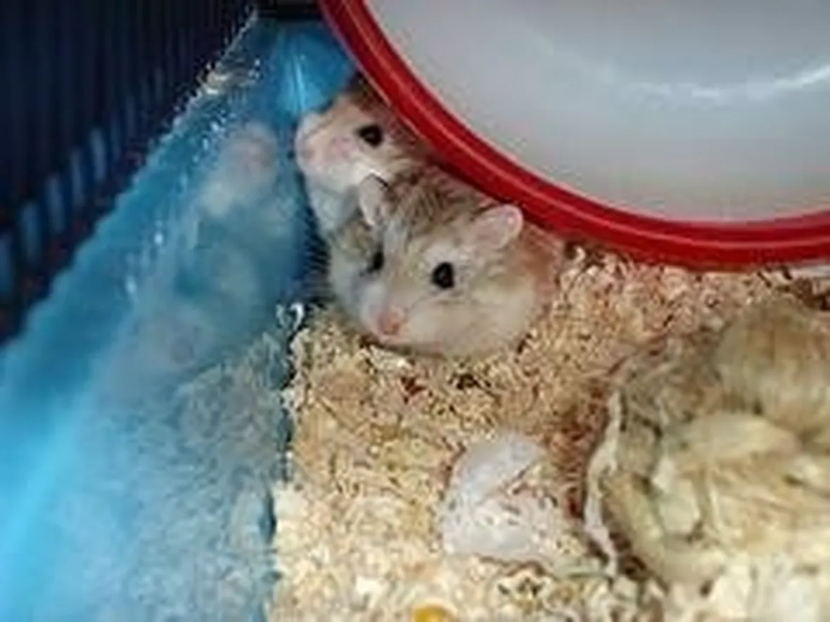 criceto riproduzione