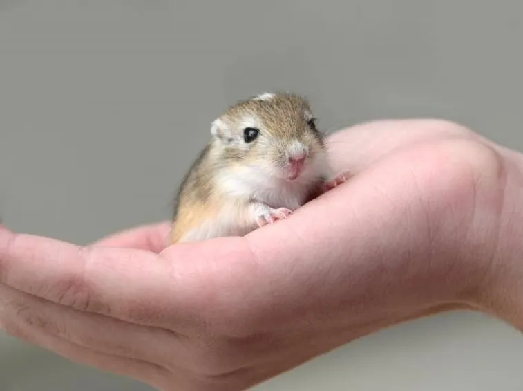 gerbillo