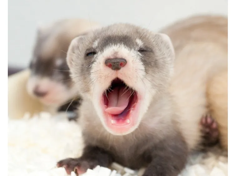 furetto