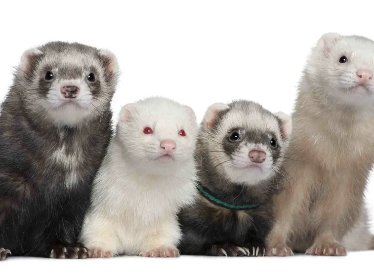 furetti
