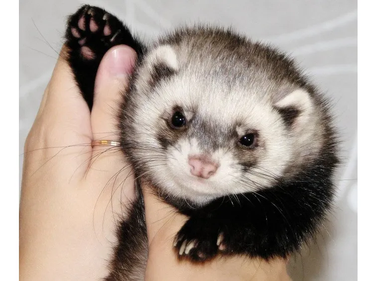 furetto panda