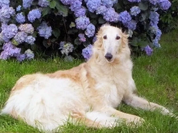 foto barzoi