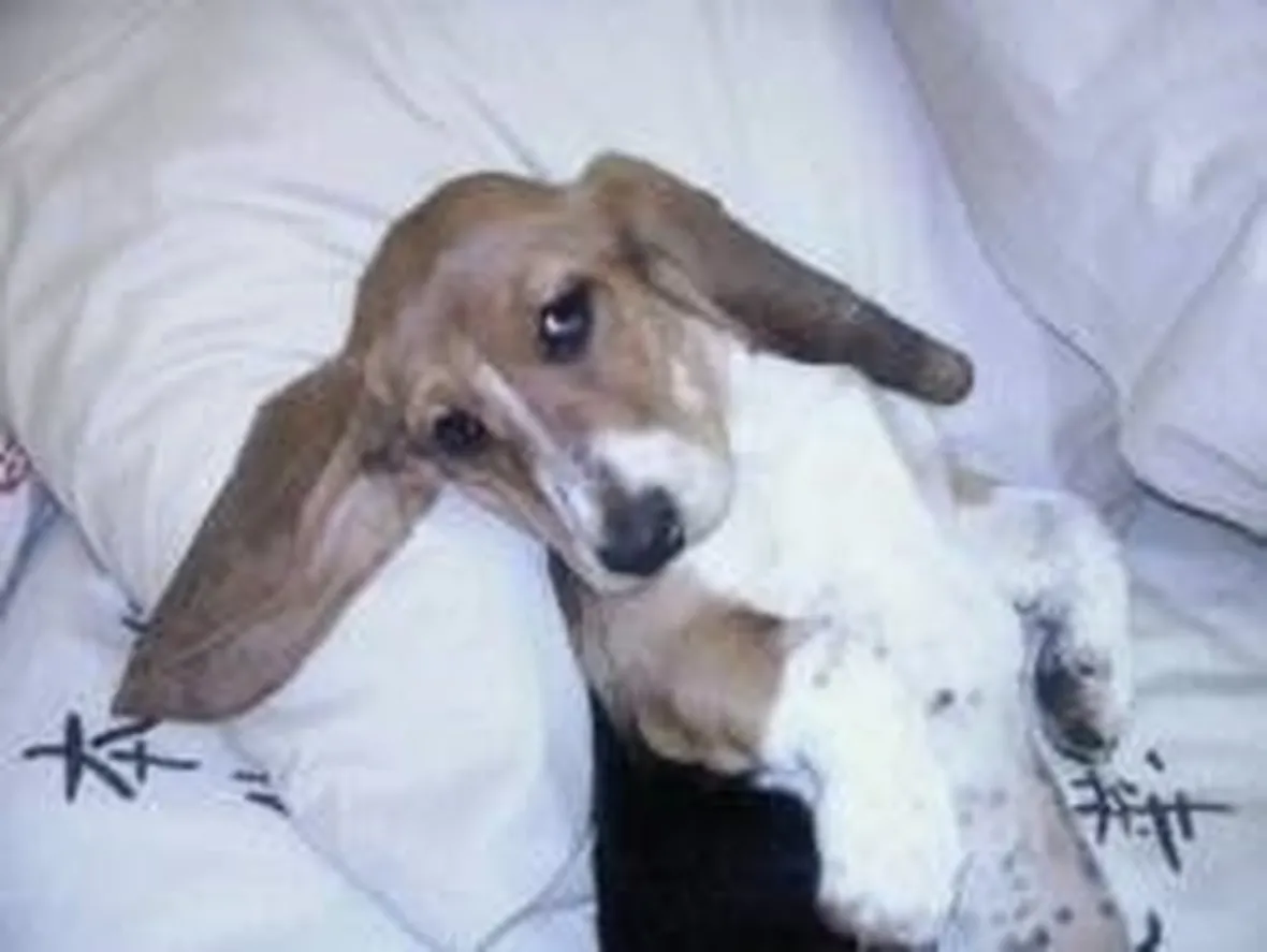 foto basset artesien normand