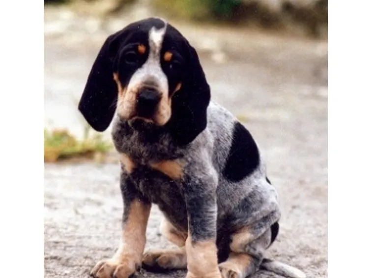 foto basset bleu de gascogne