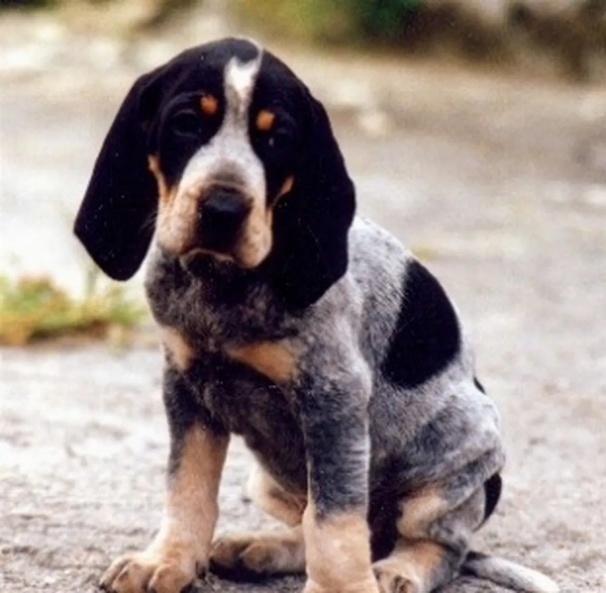 foto basset bleu de gascogne