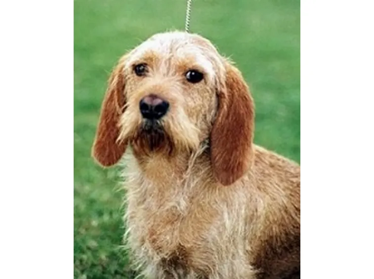 foto basset fauve de bretagne