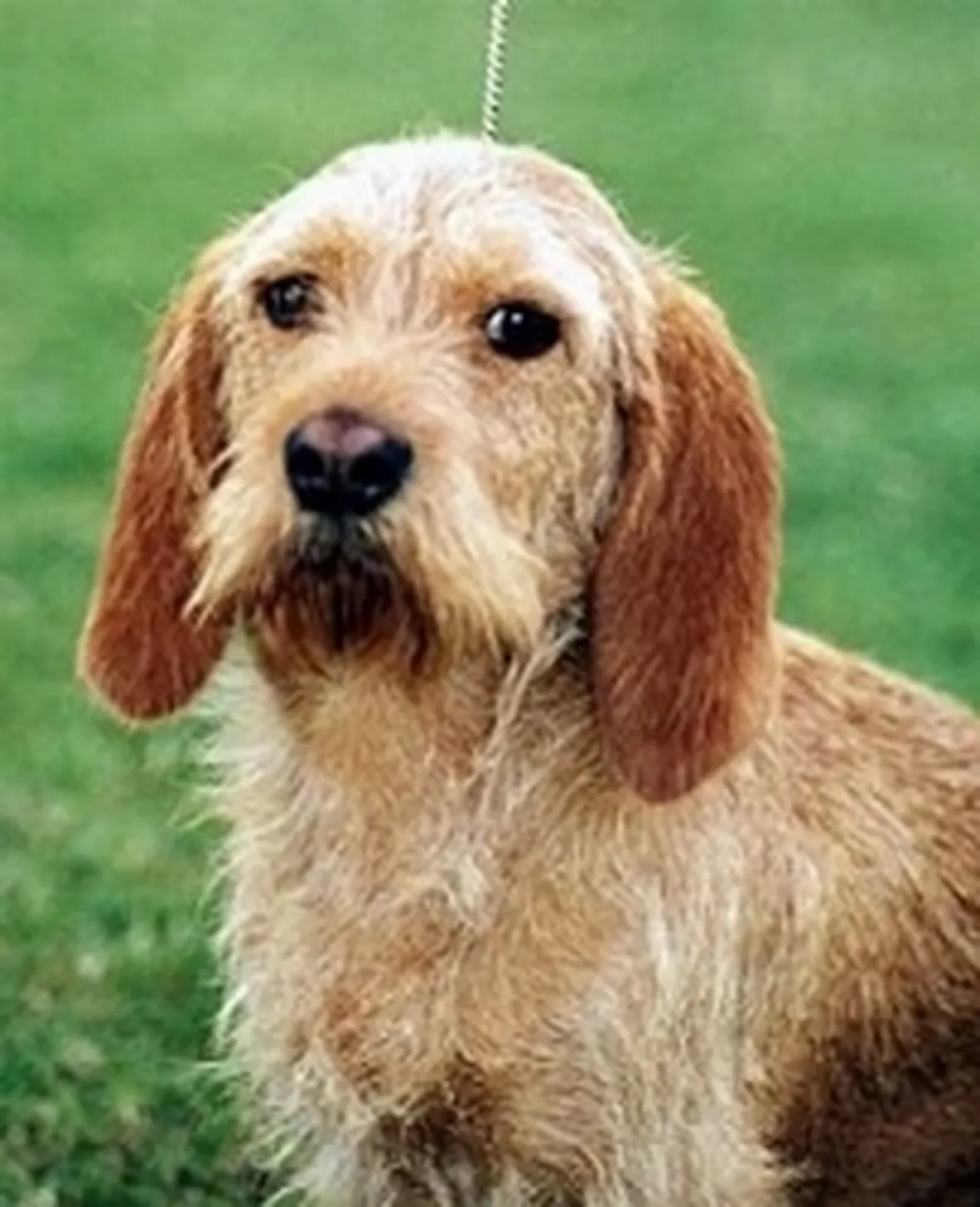 foto basset fauve de bretagne