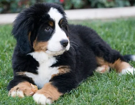 foto bovaro del bernese