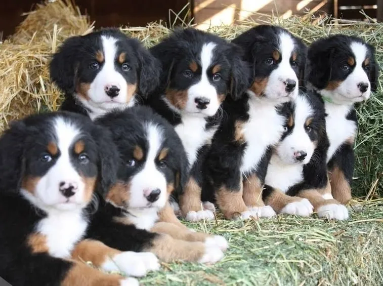 cucciolata