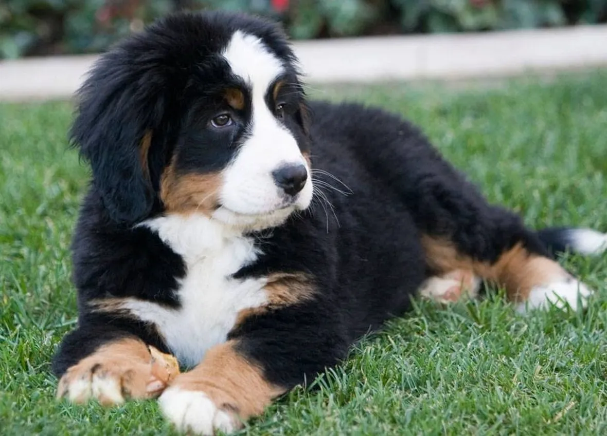 foto bovaro del bernese