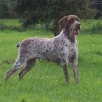 foto del bracco francese