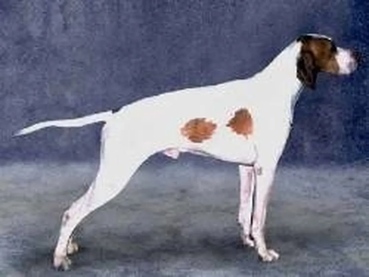 foto del bracco saint germain