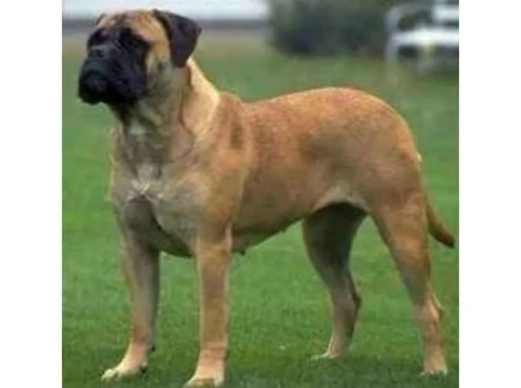 foto del bullmastiff