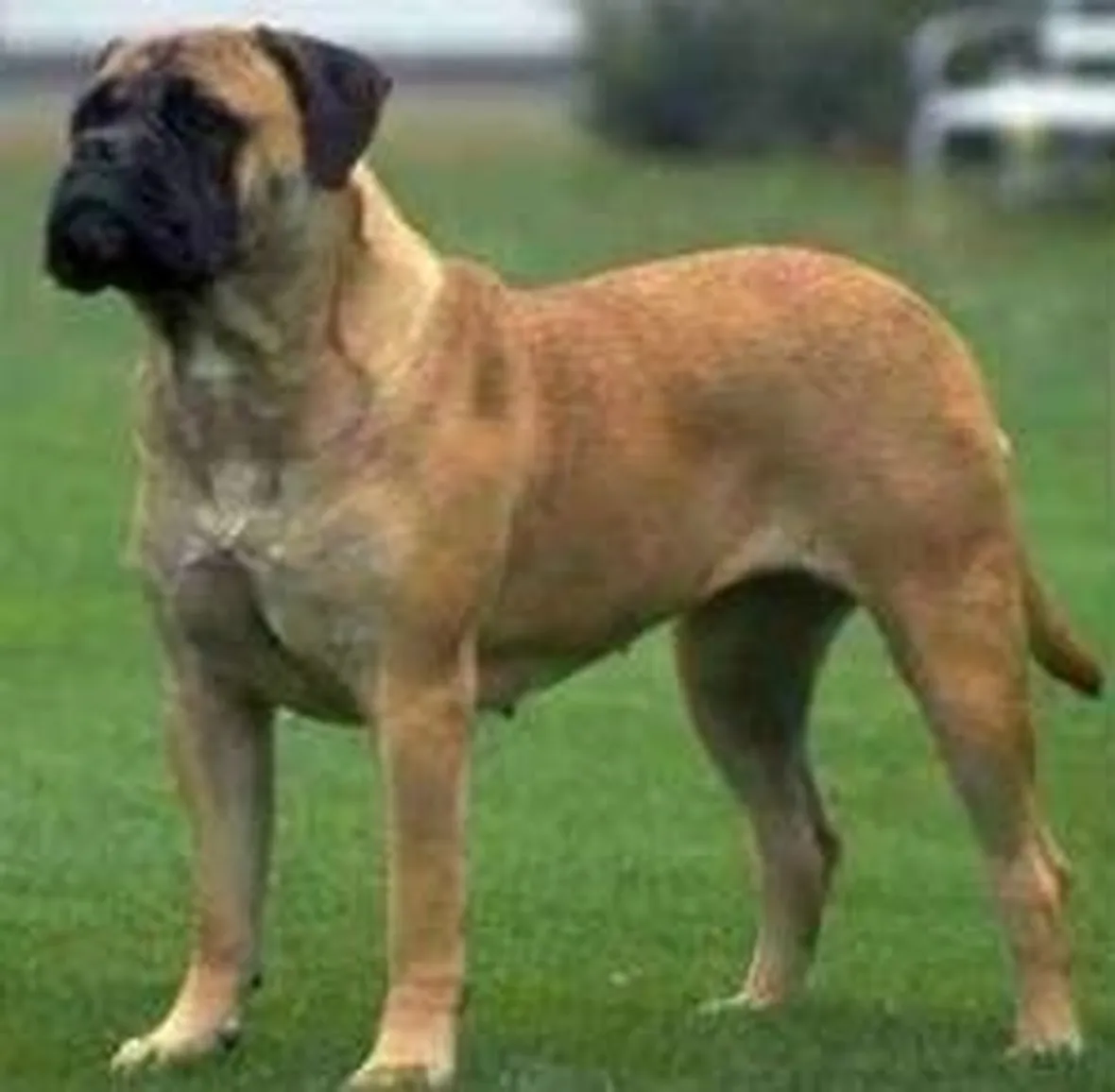 foto del bullmastiff