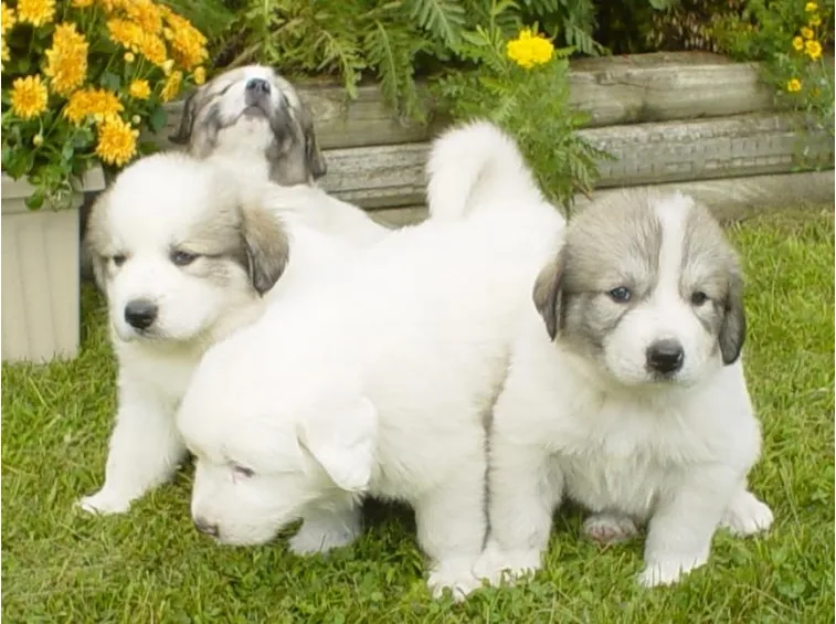 cuccioli
