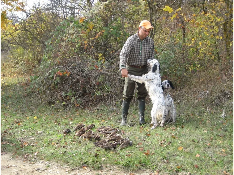 Cani da caccia con cacciatore