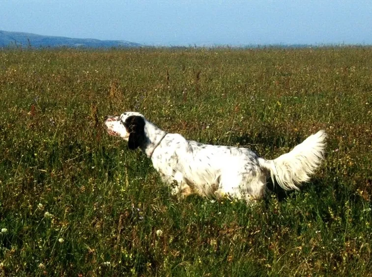 Setter durante la caccia