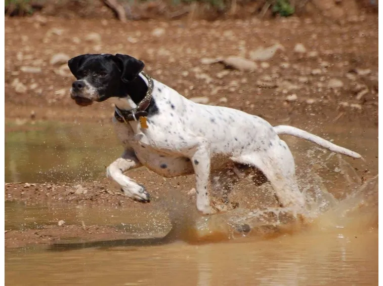 Cane da caccia in azione