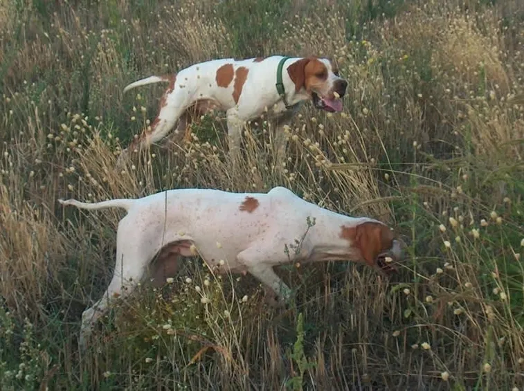Cani da ferma che cacciano