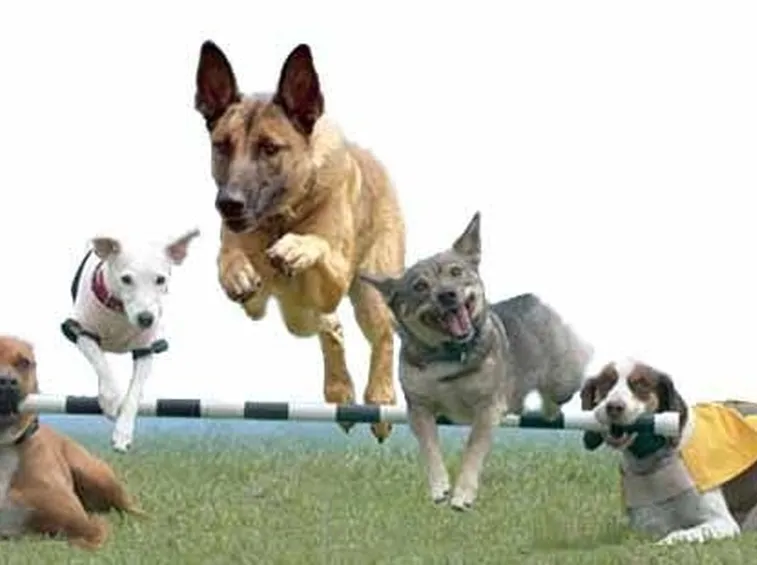 addestramento cani