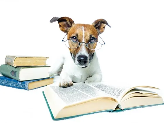 un cane addestratissimo!