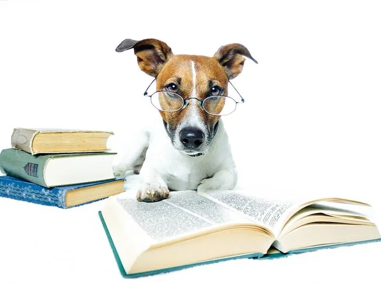 un cane addestratissimo!