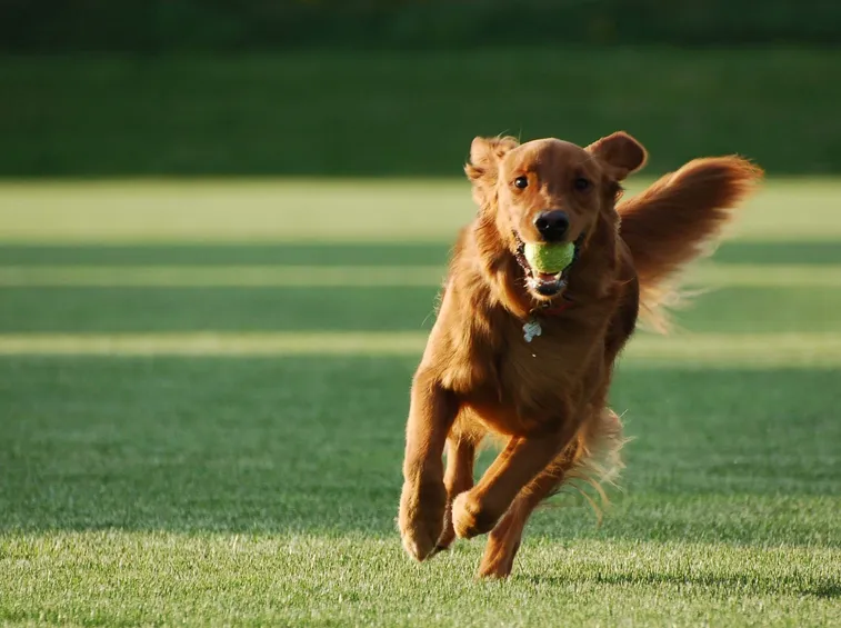un cane addestrato