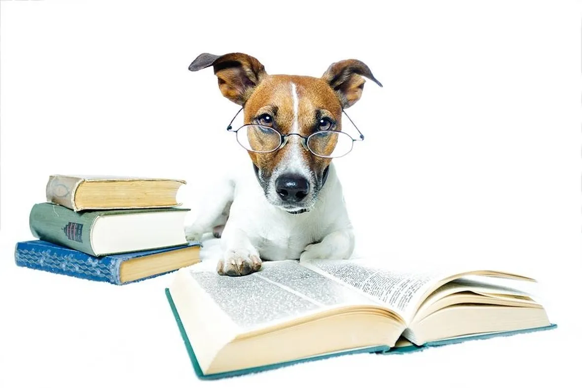 un cane addestratissimo!