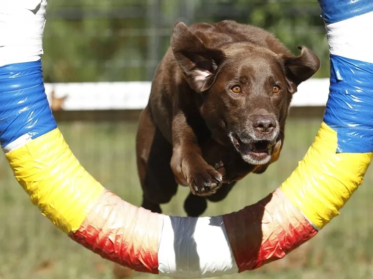 Cane salta pneumatico