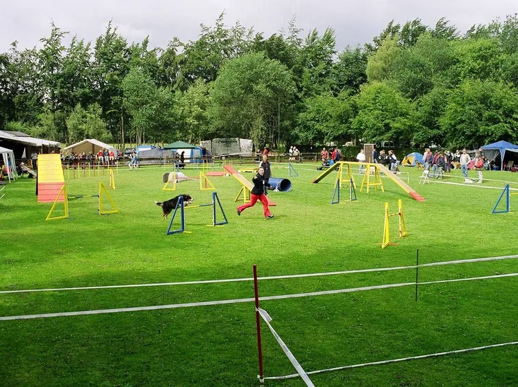 Cane con conduttore Agility