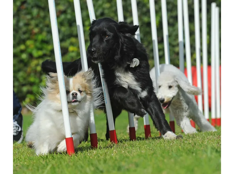 Slalom Agility Dog