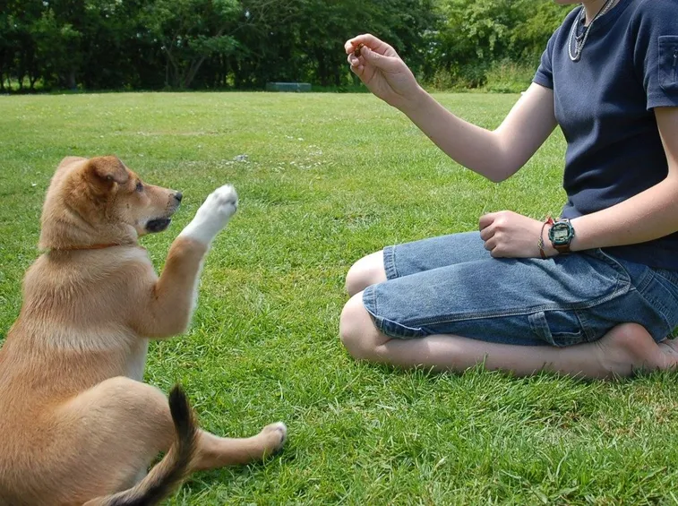 Perché iniziare in autunno e come capire quanta paura ha il tuo cane