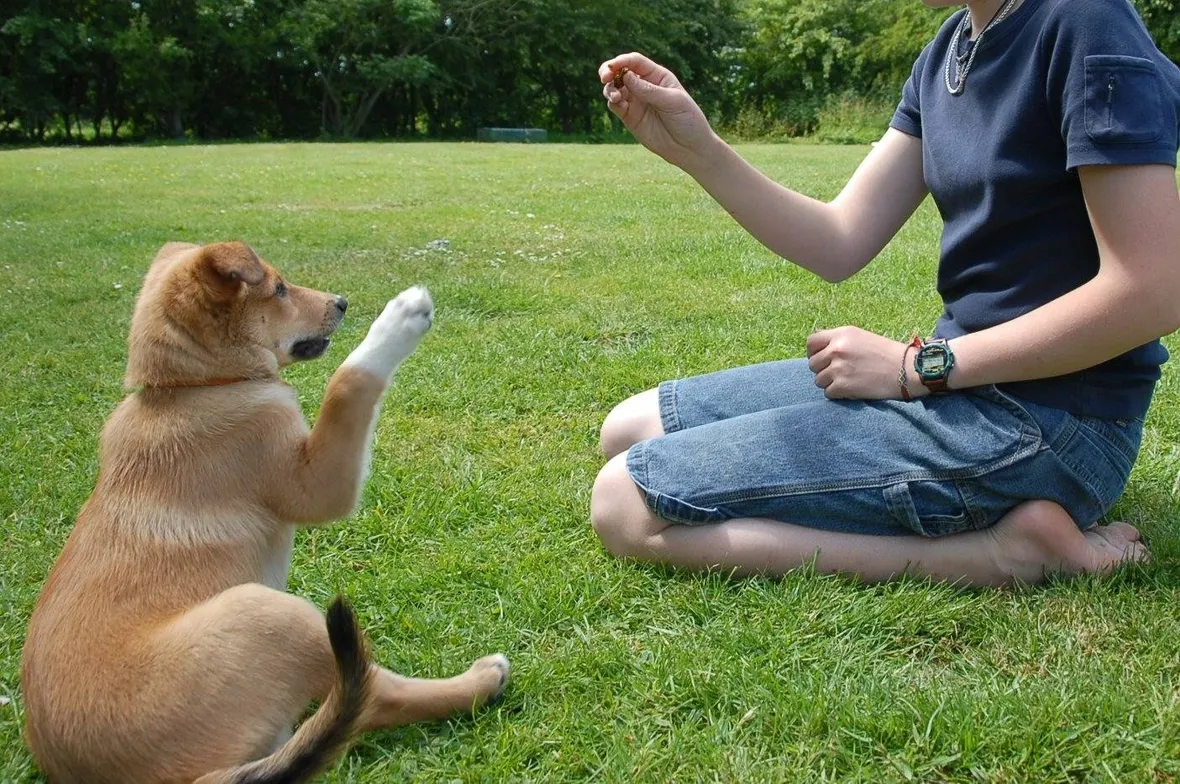 Perché iniziare in autunno e come capire quanta paura ha il tuo cane