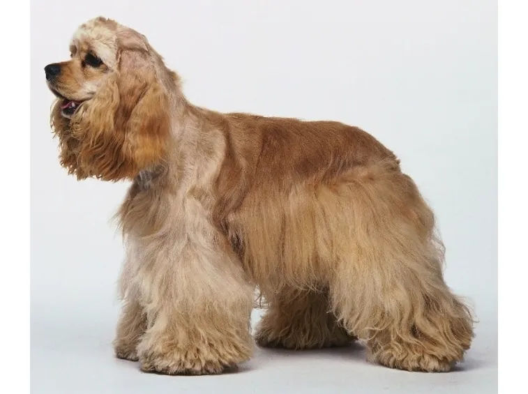 Allevamenti cani Cocker