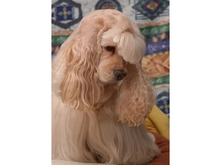 Allevamenti cani Cocker