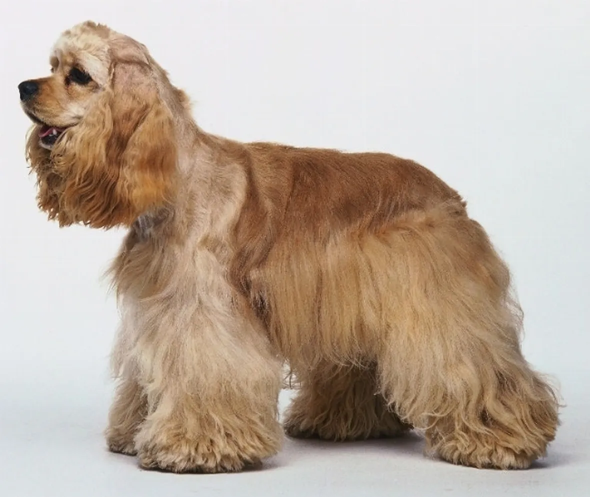 Allevamenti cani Cocker