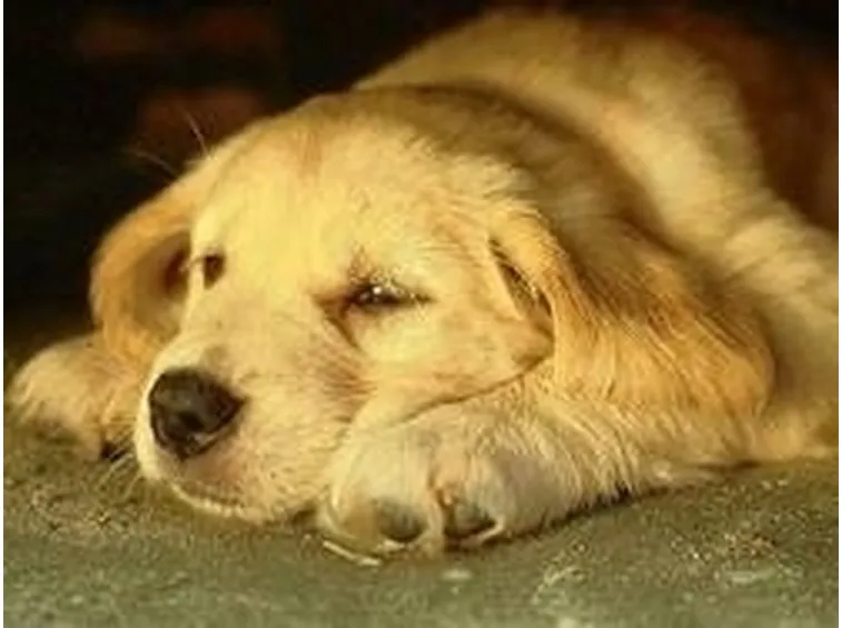 Allevamenti cani Toscana