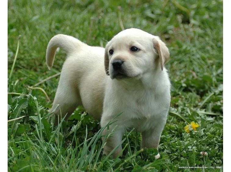 labrador