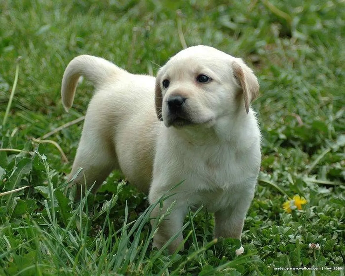 labrador