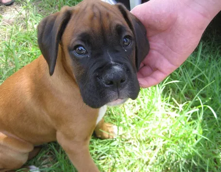 BOXER