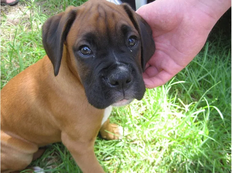 BOXER
