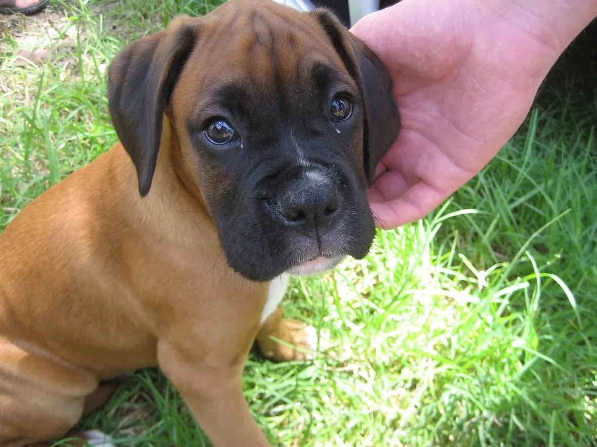 BOXER