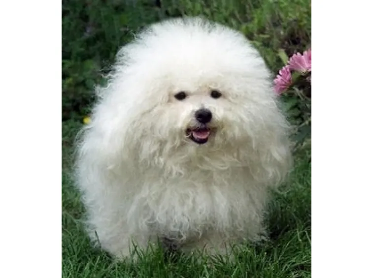 Allevamento Cani Bolognesi