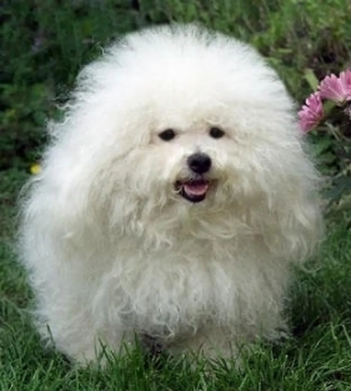 Allevamento Cani Bolognesi