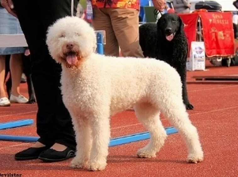Allevamento Cani da tartufo