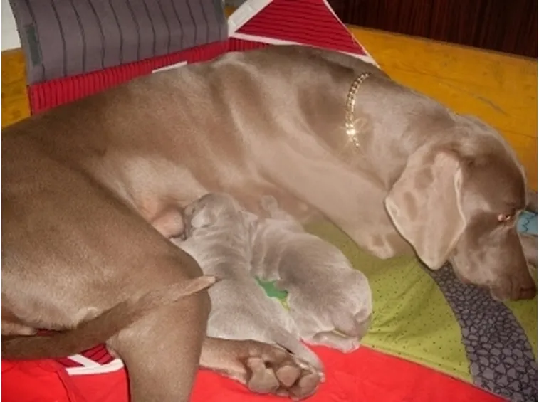 Allevamento cani in Lombardia